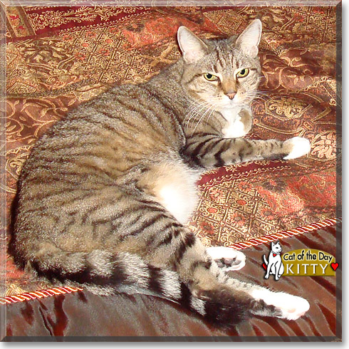 Kitty, the Cat of the Day Kitty, the Cat of the Day