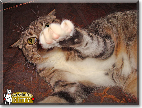 Kitty, the Cat of the Day Kitty, the Cat of the Day