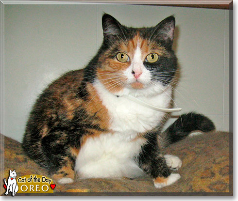 Oreo, the Cat of the Day