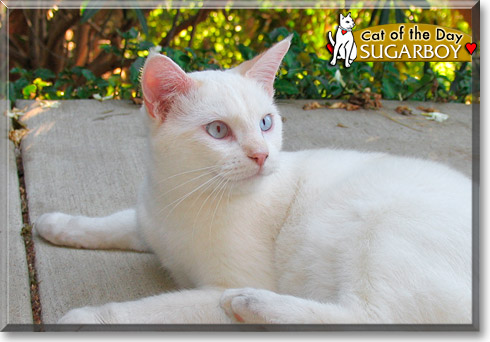 Sugarboy, the Cat of the Day