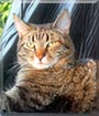 Huey the Tabby Cat