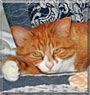 Big Ben the Orange Tabby
