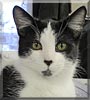Stewie the Cat