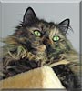 Abby the Tortoiseshell