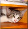 Tipper the Cat