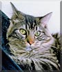 KitKat the Maine Coon