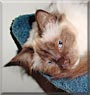 Maggie Rose the Chocolate Point Birman