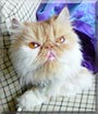 Maddie the Persian