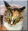 Lucius the Long haired calico