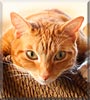 James the Orange Tabby