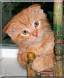Garfield the Scottish Fold