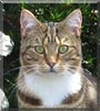 Goldie the Tabby