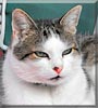 Murphy the Cat