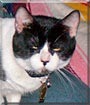 Whiskers the Cat