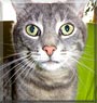 Sammy the Cat