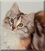 Toppins the Maine Coon