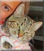 Dixie the Tabby Cat