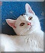 Muffin the Domestic Shorthair