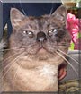 Claude the Siamese cross