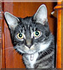 Eddy the Cat