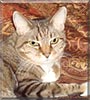 Kitty the Tiger