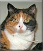 Oreo the Cat