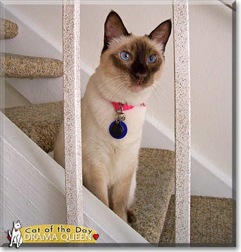 Drama Queen, the Cat of the Day