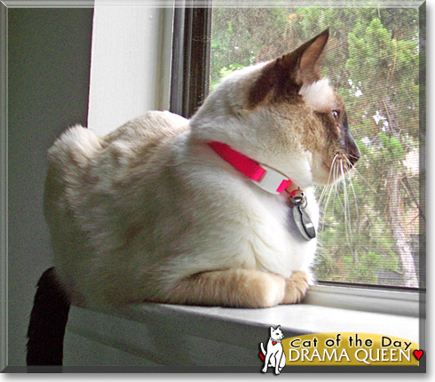 Drama Queen, the Cat of the Day Drama Queen, the Cat of the Day