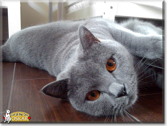 Oskar, the Cat of the Day