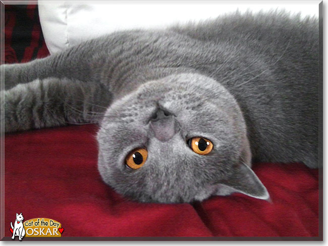 Oskar, the Cat of the Day Oskar, the Cat of the Day
