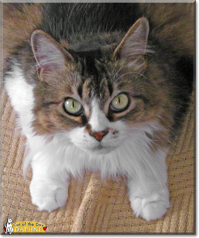 Daphne, the Cat of the Day