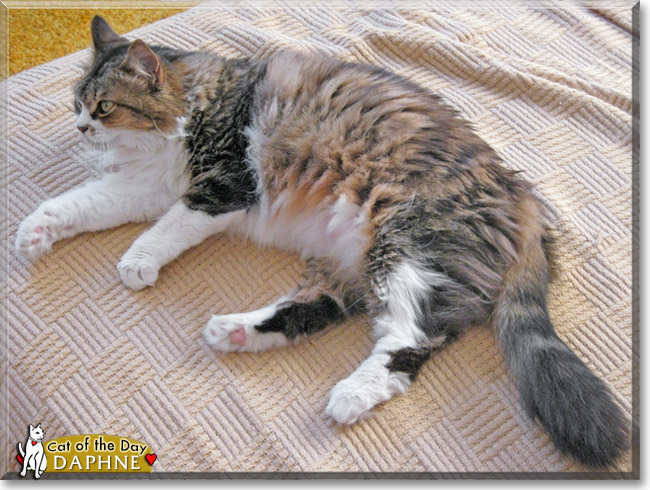 Daphne, the Cat of the Day Daphne, the Cat of the Day
