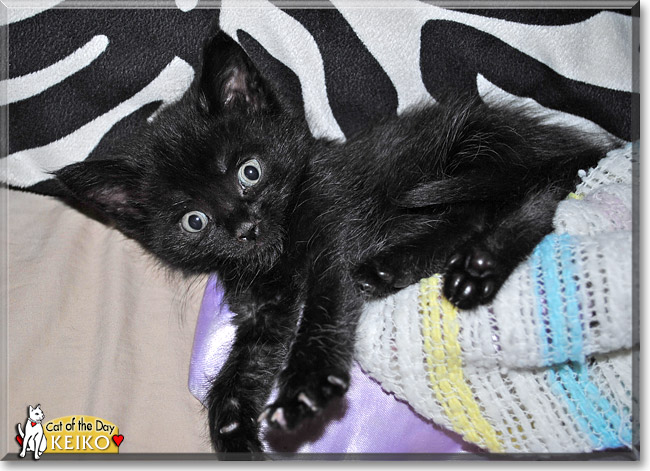 Keiko, the Cat of the Day