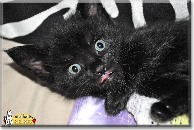 Keiko, the Cat of the Day Keiko, the Cat of the Day