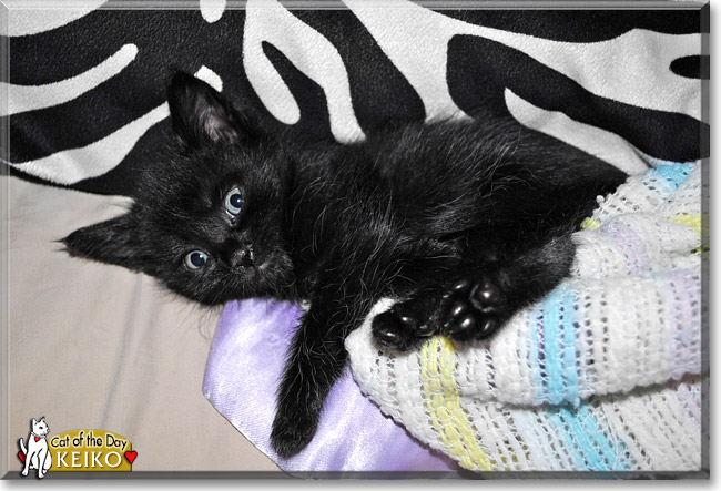 Keiko, the Cat of the Day Keiko, the Cat of the Day