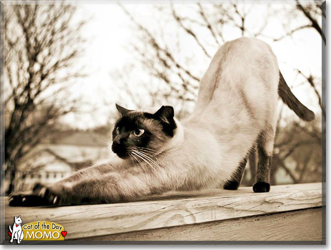 MoMo, the Cat of the Day