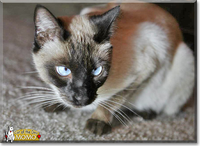 MoMo, the Cat of the Day MoMo, the Cat of the Day