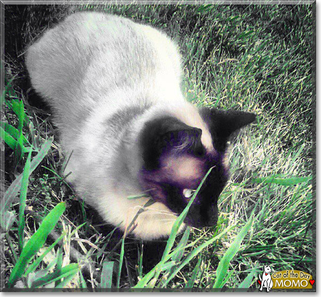 MoMo, the Cat of the Day MoMo, the Cat of the Day