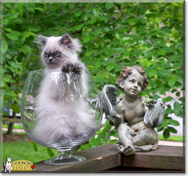 Tofu, the Cat of the Day