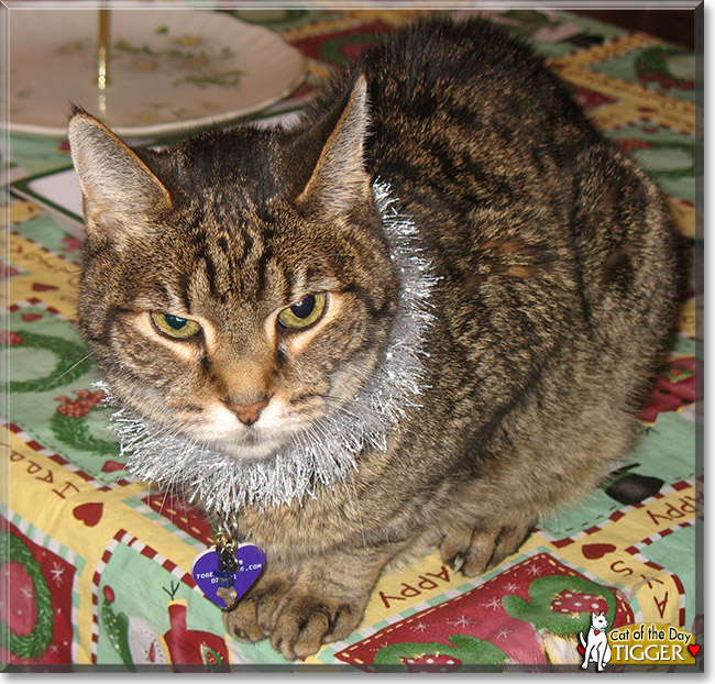 Tigger, the Cat of the Day