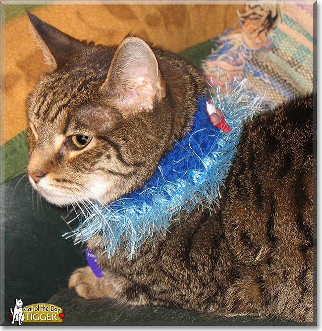Tigger, the Cat of the Day Tigger, the Cat of the Day