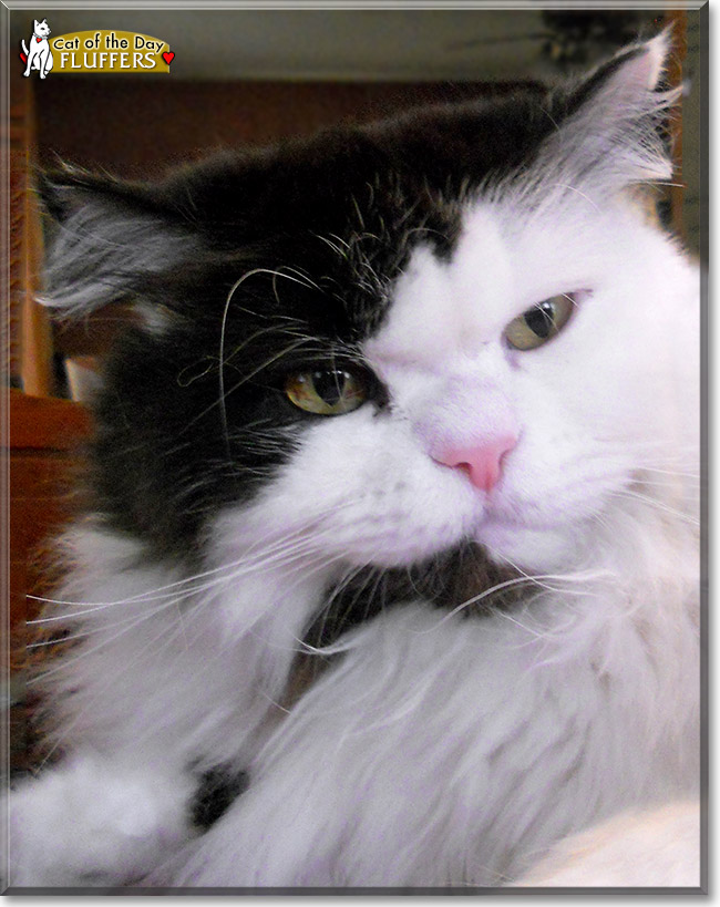 Lord Fluffer Pfouse, the Cat of the Day