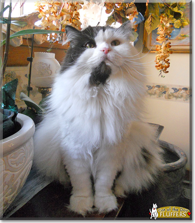 Lord Fluffer Pfouse, the Cat of the Day Lord Fluffer Pfouse, the Cat of the Day