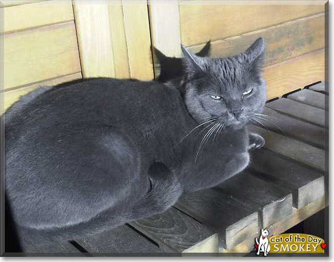 Smokey, the Cat of the Day