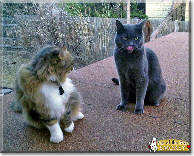 Smokey, the Cat of the Day Smokey, the Cat of the Day