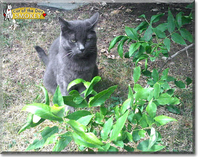 Smokey, the Cat of the Day Smokey, the Cat of the Day