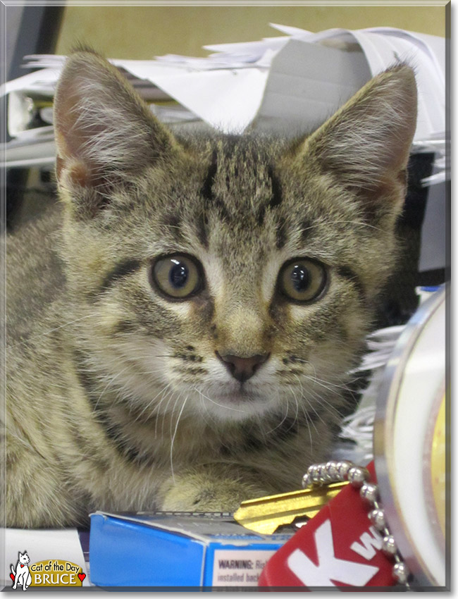 Bruce, the Cat of the Day