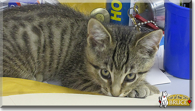 Bruce, the Cat of the Day Bruce, the Cat of the Day