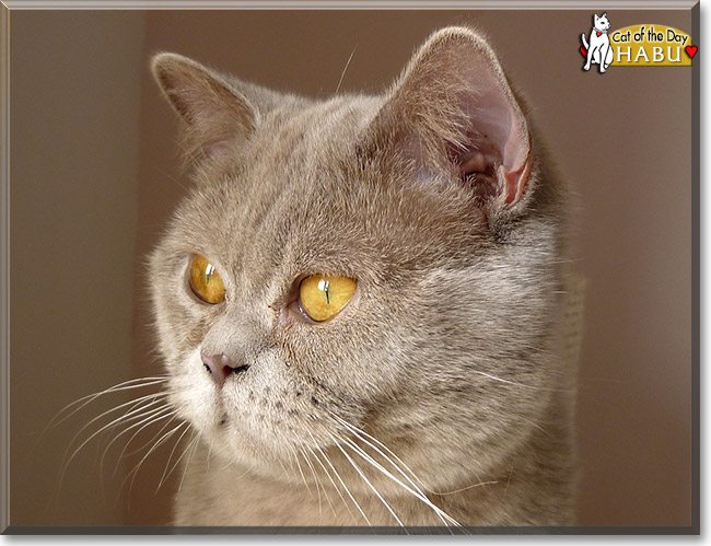 Habu, the Cat of the Day