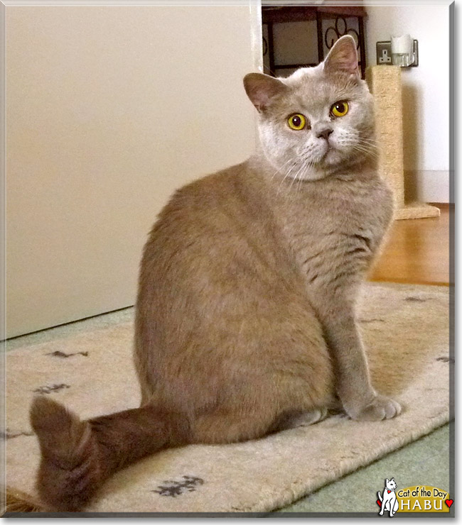 Habu, the Cat of the Day Habu, the Cat of the Day